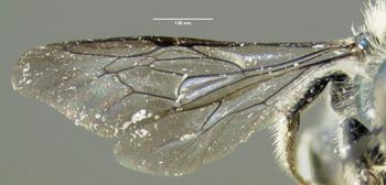 Media type: image;   Entomology 610965 Aspect: wing